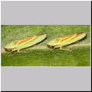 Graphocephala fennahi - Rhododendronzikade 03.jpg